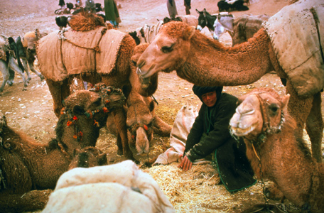 Camels at Caravanasi