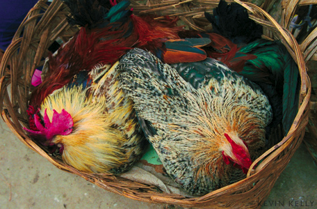 Chickens