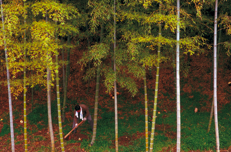 Bamboo cutter, Kyushu