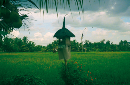 Field fetish, Bali