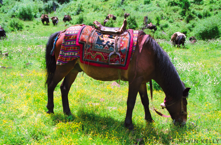 Pack horse