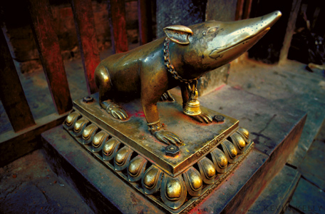 Bronze Rat