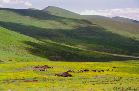Nomad herders