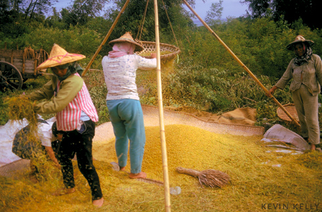 Rice winnowing