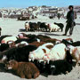 Sheep Market
