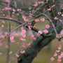 Plum blossoms