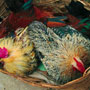 Chickens