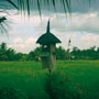 Field fetish, Bali