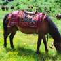 Pack horse