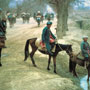 Horse traffic