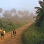 Country road, morning