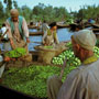 Floating market