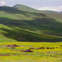 Nomad herders