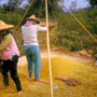 Rice winnowing