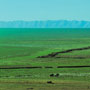 The steppes in spring