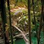 Bamboo bridge