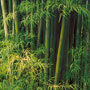 Bamboo