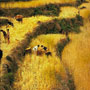 Barley harvest