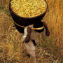 Barley harvest