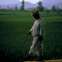 Rice fields