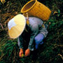 Gathering herbs