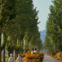Harvest avenue