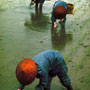 Rice planting, Takayama