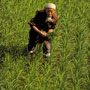 Rice planter