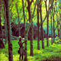 Rubber plantation