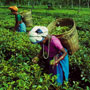 Tea Pickers
