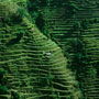 Terraces