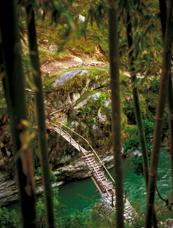 Bamboo bridge