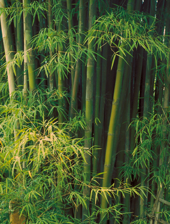Bamboo