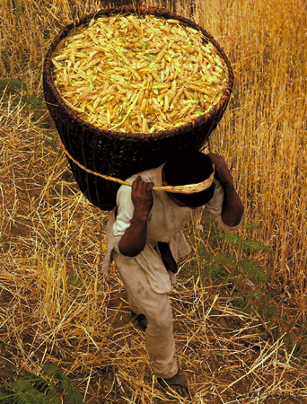 Barley harvest