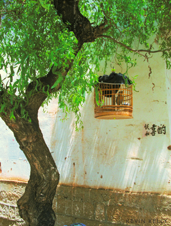 Along a canal in Li Jang