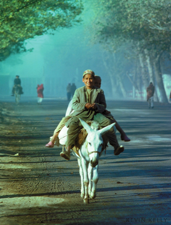 Donkey Taxi, Herat