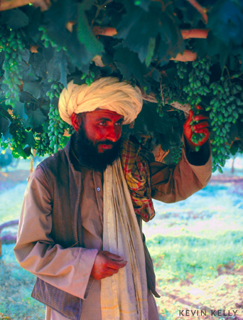 Grape farmer