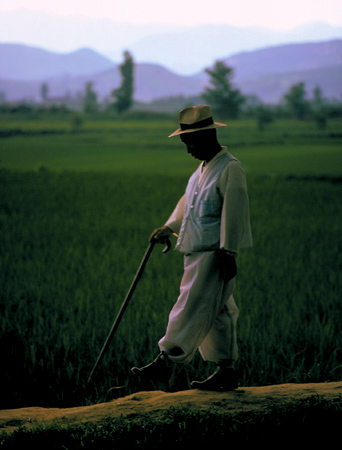 Rice fields