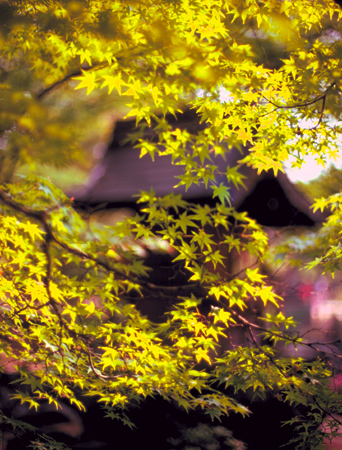 Maples, spring, temple