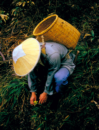 Gathering herbs