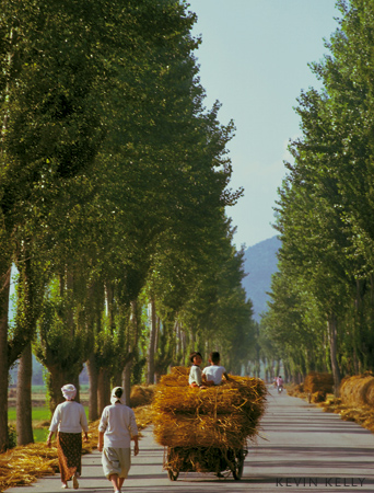 Harvest avenue