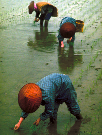 Rice planting, Takayama