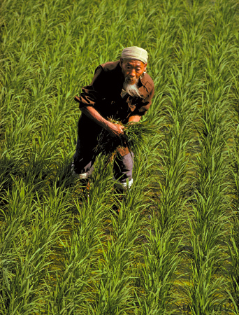 Rice planter