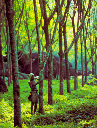 Rubber plantation
