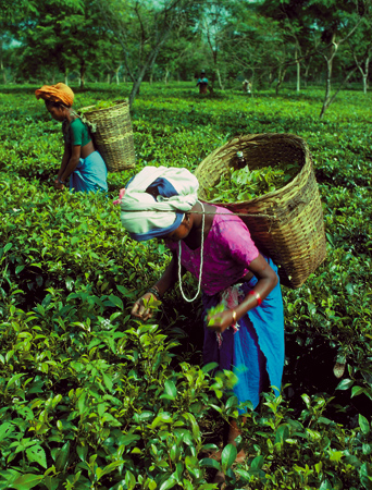 Tea Pickers
