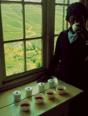 Tea tasting
